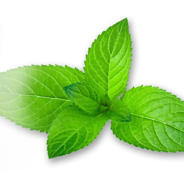 Capella Cool Mint