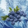 Mountain Huckleberry Ice Mt Baker Vapor