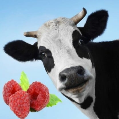 Raspberry Moo Mt Baker Vapor Flavor Concentrate