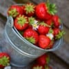 Wild Strawberry Mt Baker Vapor Concentrate